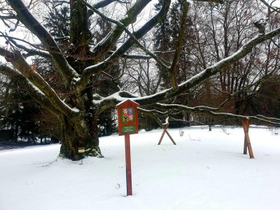 Fagus sylvatica buk lesní v zimě